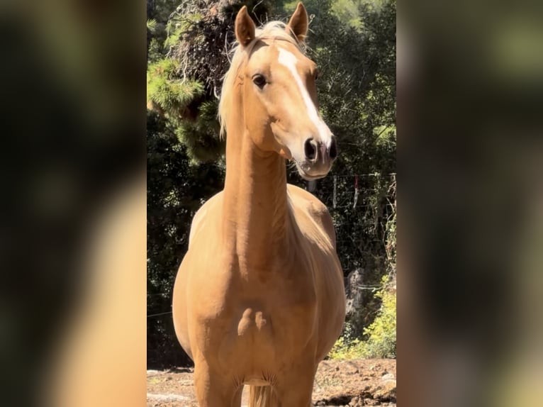 PRE Mix Hengst 2 Jahre 163 cm Palomino in El Catllar