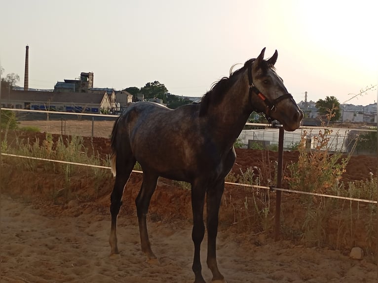 PRE Hengst 2 Jahre 163 cm Schimmel in Aguilar De La Frontera