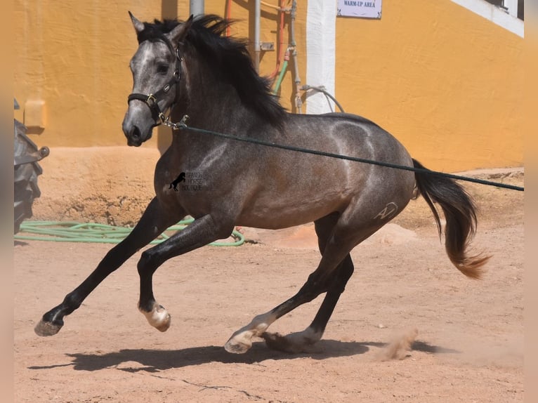 PRE Hengst 2 Jahre 163 cm Schimmel in Menorca