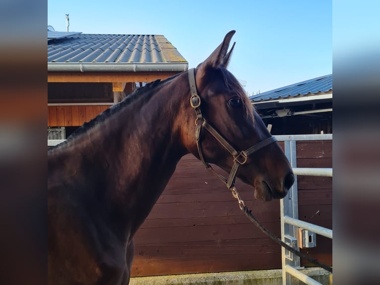 PRE Mix Hengst 2 Jahre 164 cm Brauner in Bahlingen am KaiserstuhlBahlingen