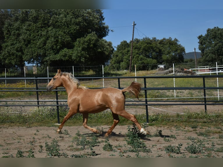 PRE Hengst 2 Jahre 164 cm Palomino in El Real De La Jara, Sevilla