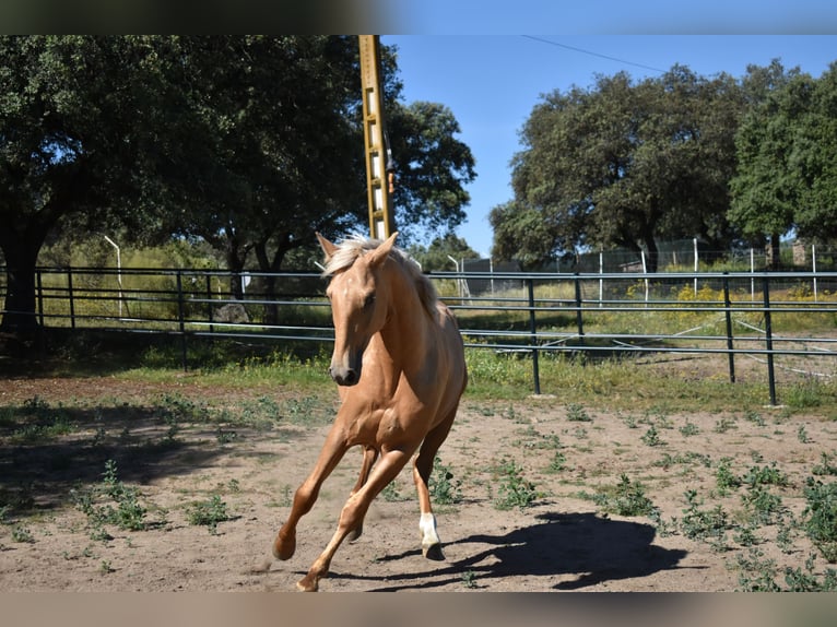 PRE Hengst 2 Jahre 164 cm Palomino in El Real De La Jara, Sevilla