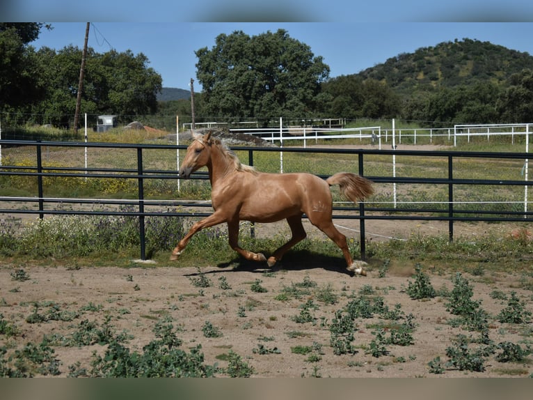 PRE Hengst 2 Jahre 164 cm Palomino in El Real De La Jara, Sevilla
