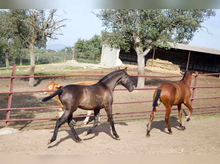 PRE Mix Hengst 2 Jahre 164 cm Rappe in Galaroza (Huelva)