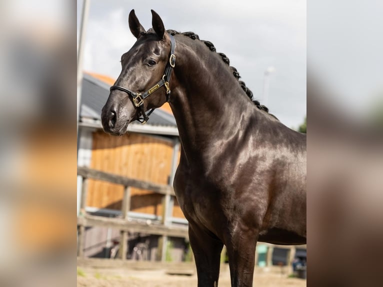 PRE Mix Hengst 2 Jahre 164 cm Rappe in Poeldijk