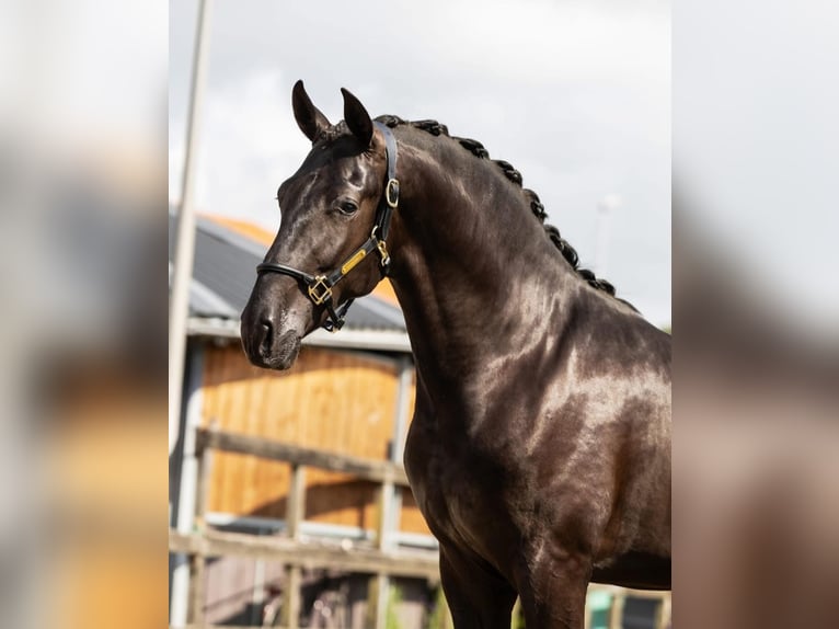 PRE Mix Hengst 2 Jahre 164 cm Rappe in Poeldijk