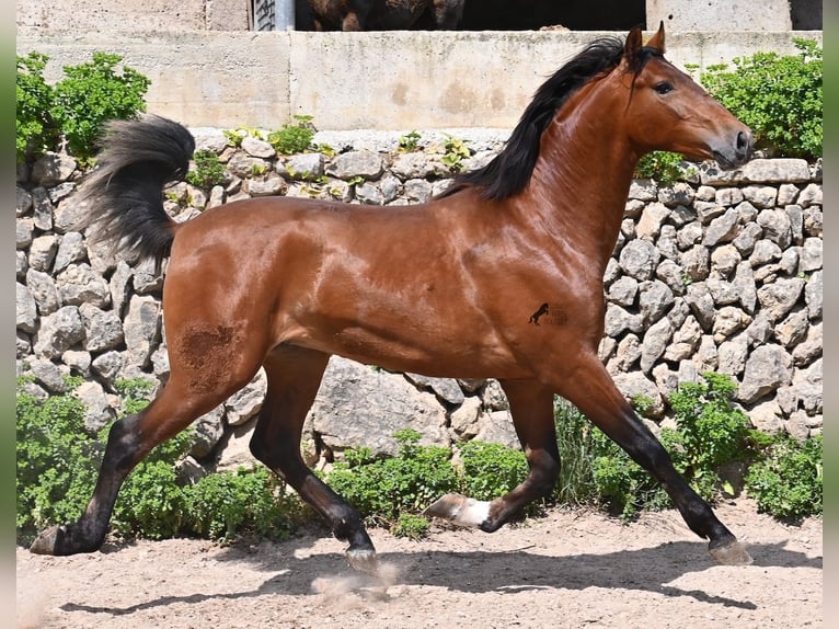 PRE Mix Hengst 2 Jahre 165 cm Brauner in Mallorca