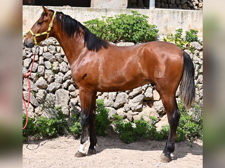PRE Mix Hengst 2 Jahre 165 cm Brauner in Mallorca