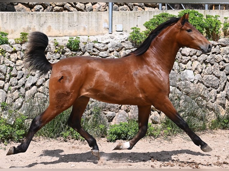 PRE Mix Hengst 2 Jahre 165 cm Brauner in Mallorca
