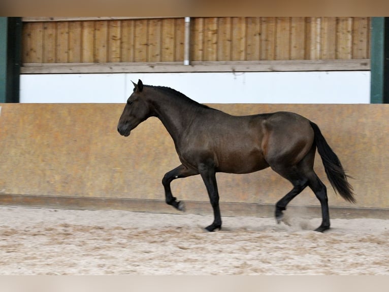 PRE Mix Hengst 2 Jahre 165 cm Brauner in Waldh&#xF6;lzbach