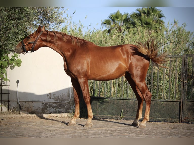 PRE Mix Hengst 2 Jahre 165 cm Fuchs in Valencia