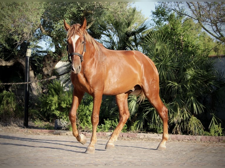 PRE Mix Hengst 2 Jahre 165 cm Fuchs in Valencia