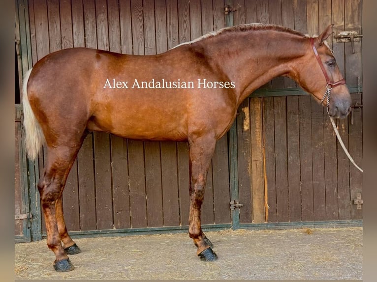 PRE Mix Hengst 2 Jahre 165 cm Palomino in Sevilla