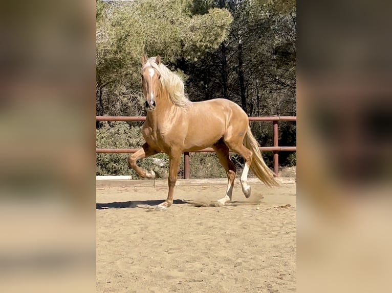 PRE Mix Hengst 2 Jahre 165 cm Palomino in El Catllar