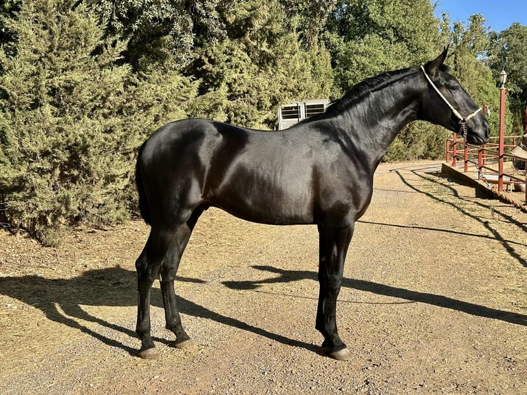 PRE Hengst 2 Jahre 165 cm Rappe in Galaroza