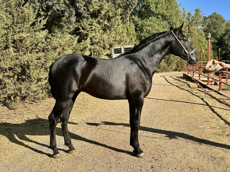 PRE Hengst 2 Jahre 165 cm Rappe in Galaroza