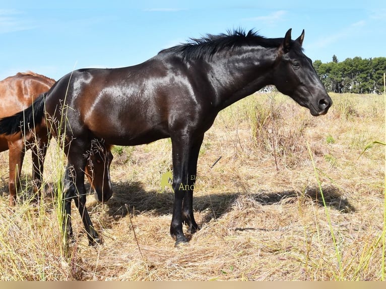 PRE Hengst 2 Jahre 165 cm Rappe in Provinz Malaga