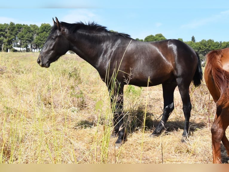 PRE Hengst 2 Jahre 165 cm Rappe in Provinz Malaga