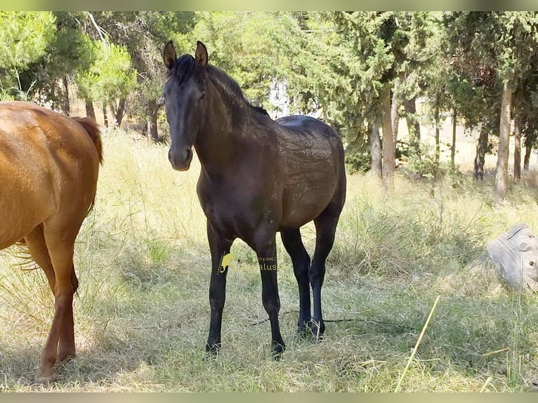 PRE Hengst 2 Jahre 165 cm Rappe in Provinz Malaga