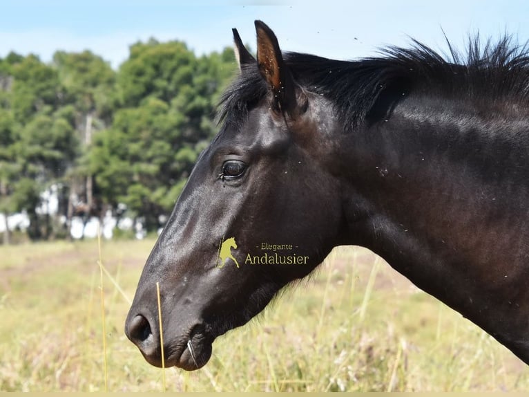 PRE Hengst 2 Jahre 165 cm Rappe in Provinz Malaga