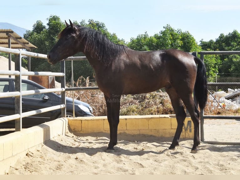 PRE Hengst 2 Jahre 165 cm Rappe in Provinz Malaga