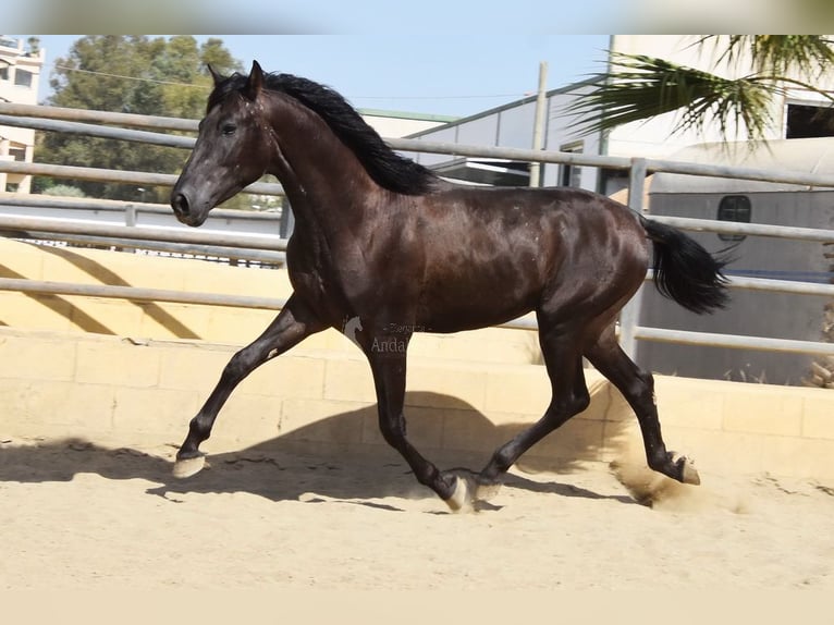 PRE Hengst 2 Jahre 165 cm Rappe in Provinz Malaga