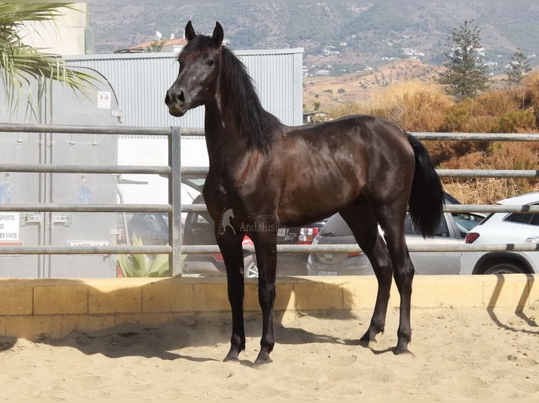 PRE Hengst 2 Jahre 165 cm Rappe in Provinz Malaga