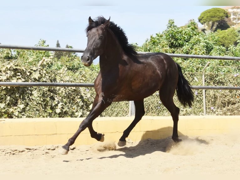 PRE Hengst 2 Jahre 165 cm Rappe in Provinz Malaga
