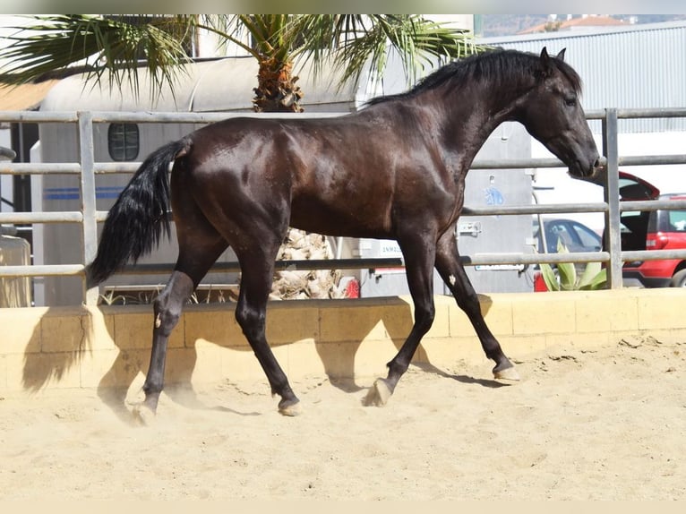 PRE Hengst 2 Jahre 165 cm Rappe in Provinz Malaga