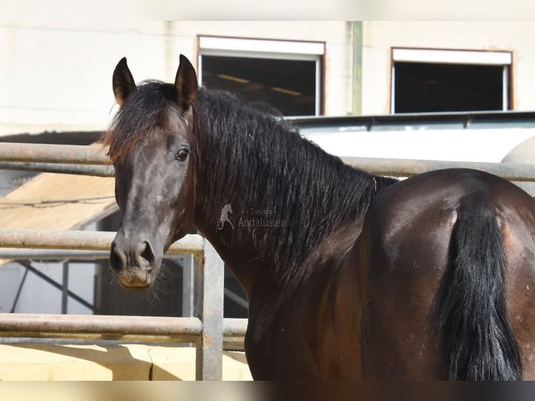 PRE Hengst 2 Jahre 165 cm Rappe in Provinz Malaga