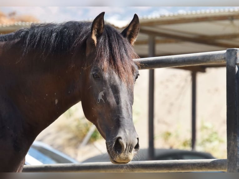 PRE Hengst 2 Jahre 165 cm Rappe in Provinz Malaga