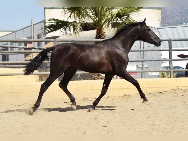 PRE Hengst 2 Jahre 165 cm Rappe in Provinz Malaga