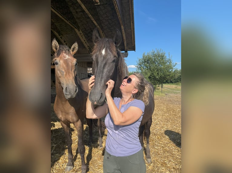 PRE Mix Hengst 2 Jahre 165 cm Rappschimmel in Bibertal