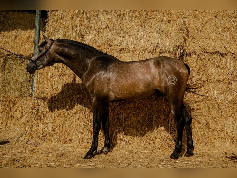 PRE Mix Hengst 2 Jahre 165 cm Schimmel in Illescas
