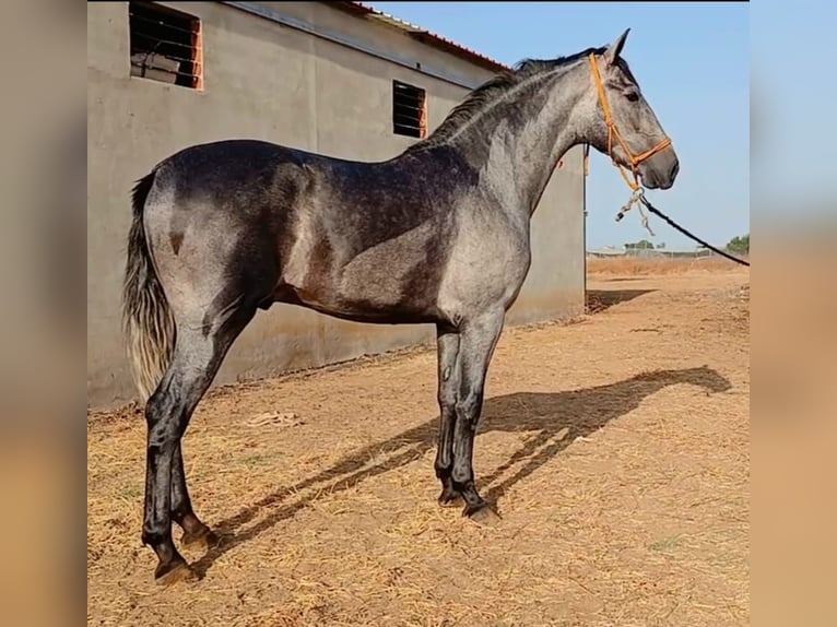 PRE Mix Hengst 2 Jahre 165 cm Schimmel in Huelva