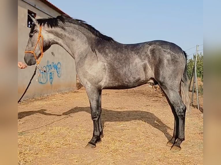 PRE Mix Hengst 2 Jahre 165 cm Schimmel in Huelva