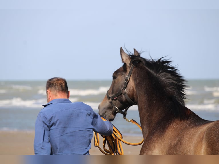 PRE Hengst 2 Jahre 165 cm Schimmel in Alveringem
