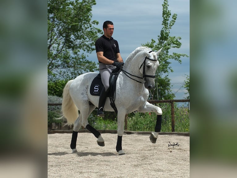 PRE Hengst 2 Jahre 165 cm Schimmel in Alveringem