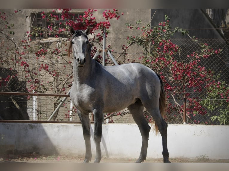 PRE Mix Hengst 2 Jahre 165 cm Schimmel in Valencia