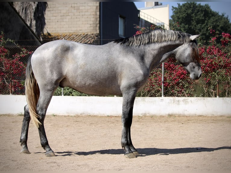 PRE Mix Hengst 2 Jahre 165 cm Schimmel in Valencia