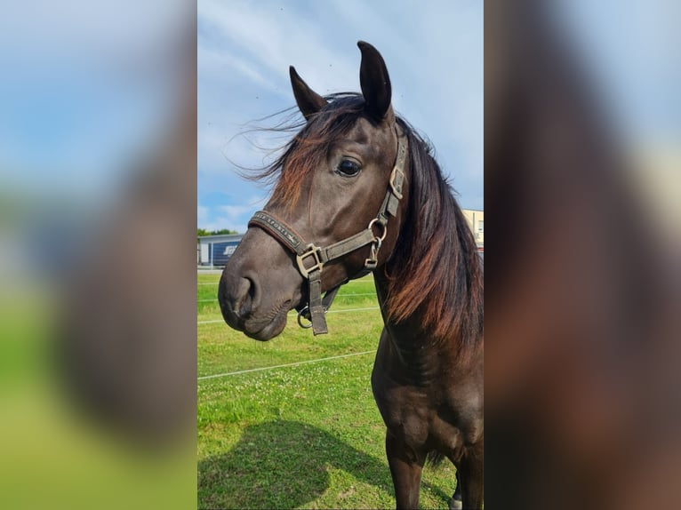 PRE Mix Hengst 2 Jahre 165 cm Schwarzbrauner in Bahlingen am KaiserstuhlBahlingen