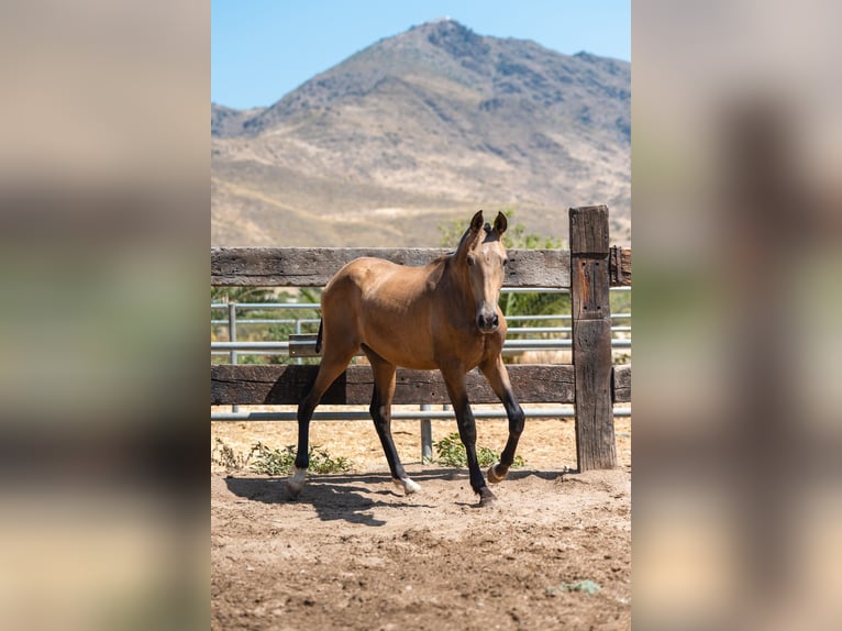 PRE Hengst 2 Jahre 166 cm Buckskin in Almeria