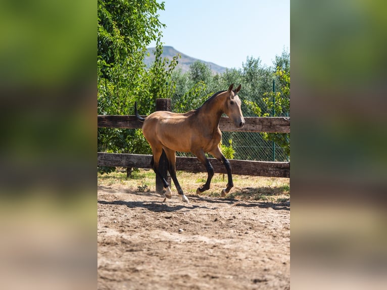 PRE Hengst 2 Jahre 166 cm Buckskin in Almeria