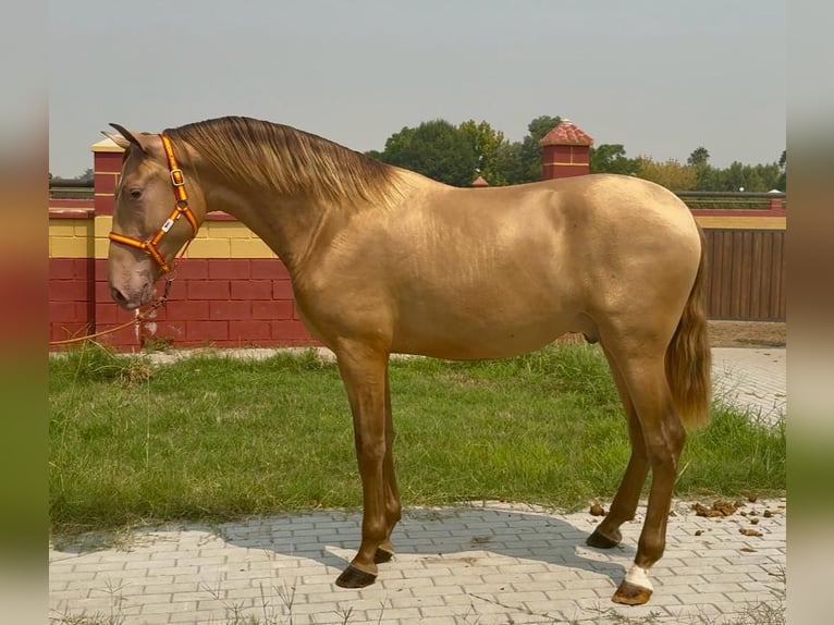 PRE Mix Hengst 2 Jahre 166 cm Champagne in Villanueva De La Serena