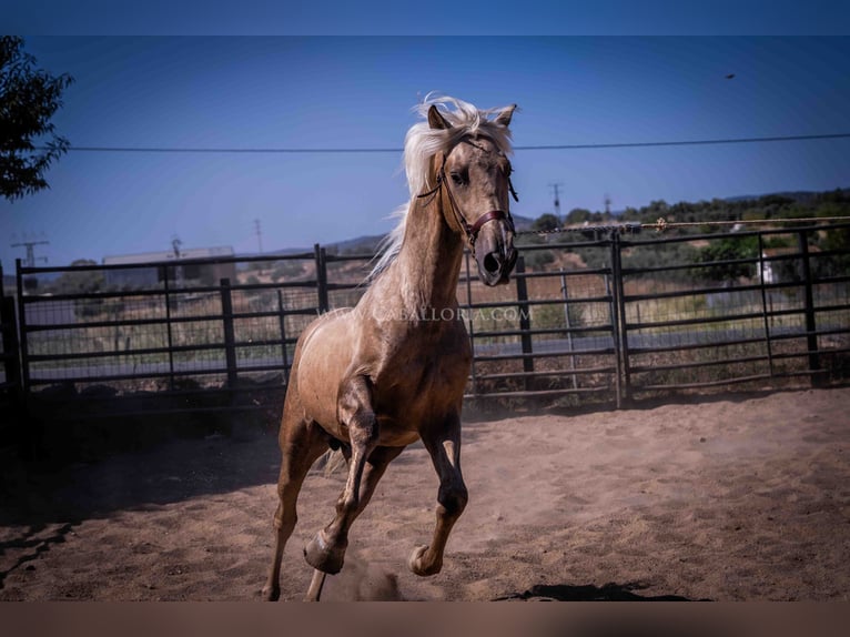 PRE Hengst 2 Jahre 166 cm Palomino in Rafelguaraf