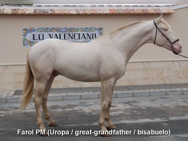 PRE Hengst 2 Jahre 166 cm Pearl in Miralvalles