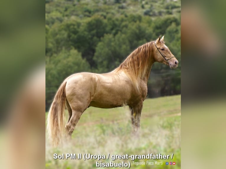 PRE Hengst 2 Jahre 166 cm Pearl in Miralvalles