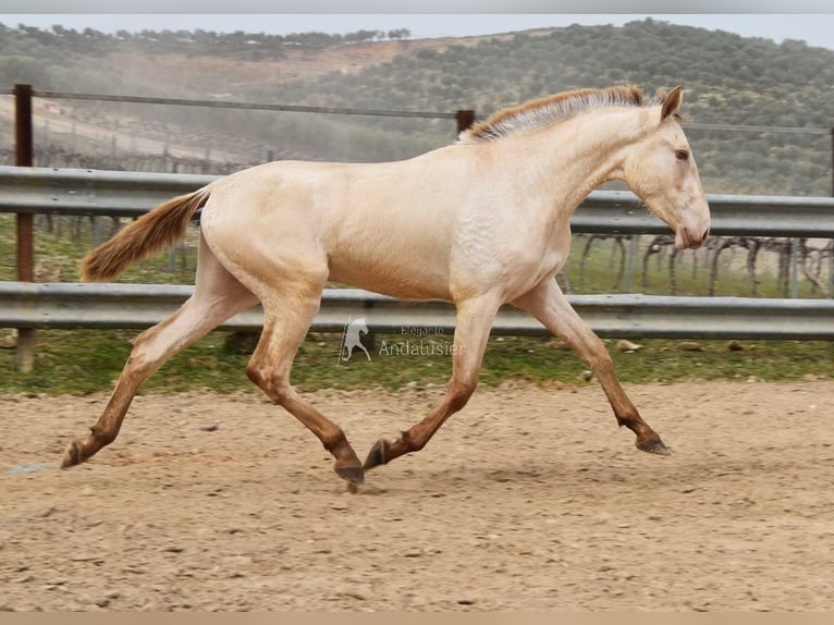 PRE Hengst 2 Jahre 166 cm Pearl in Miralvalles