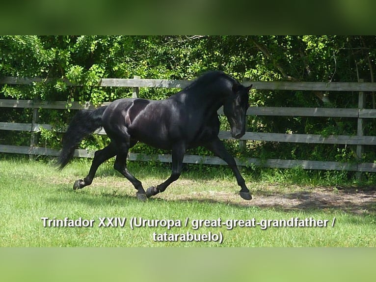 PRE Hengst 2 Jahre 166 cm Pearl in Miralvalles