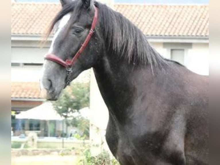 PRE Mix Hengst 2 Jahre 166 cm Schimmel in Gijon